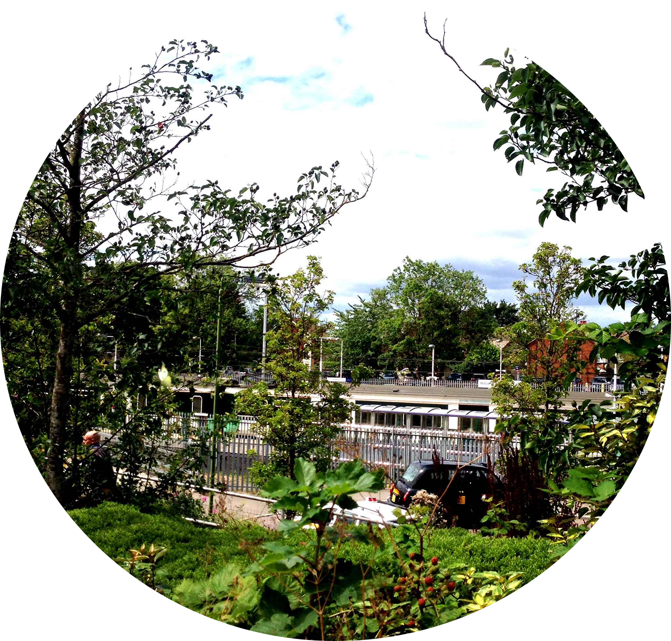 Native Plant
