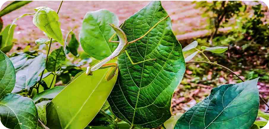 Native Indian Plants: Bridging Tradition, Wellness, and Biodiversity