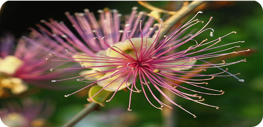 Capparis zeylanica - Indian Caper: A Native Treasure Worth Preserving