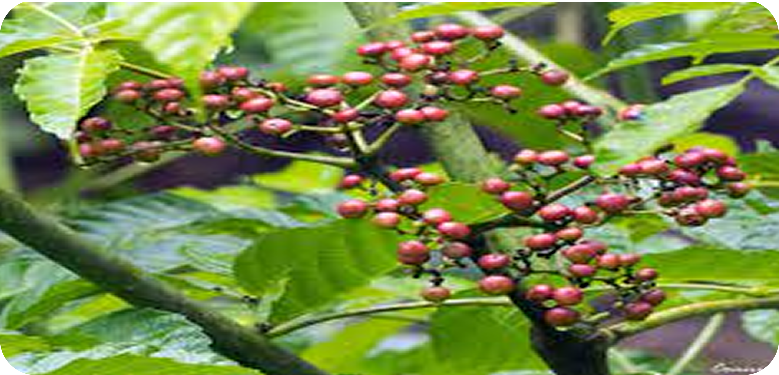 Leea indica - The Malabar Leea: India’s Native Treasure