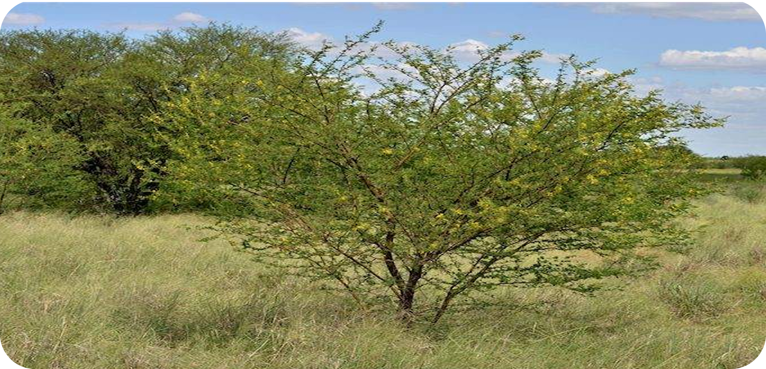 Acacia nilotica ssp. indica: The Keystone Species Supporting India’s Ecosystems